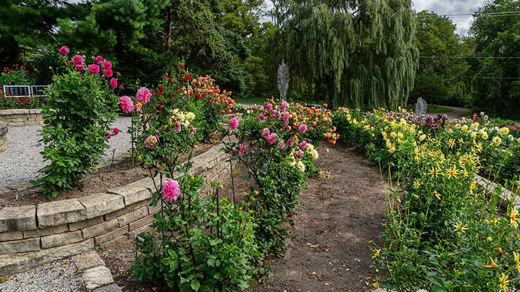 Dahlia Hill