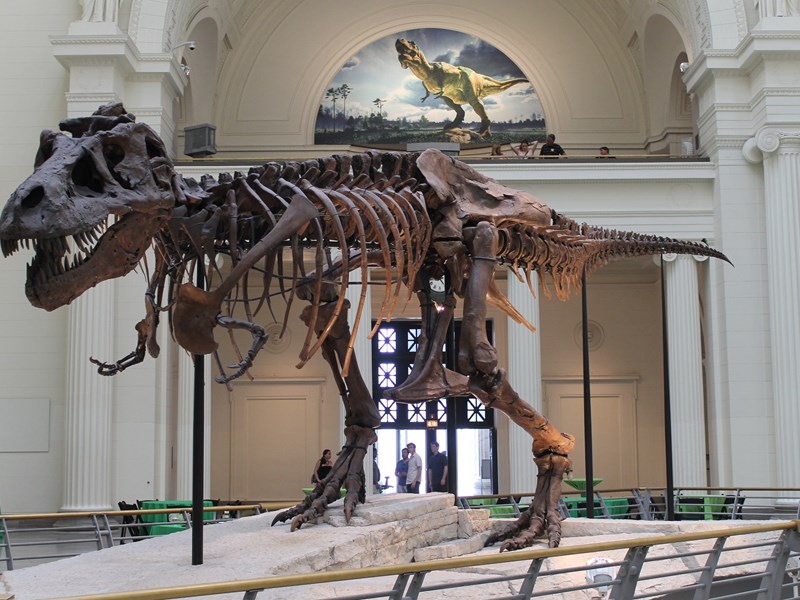 Chicago Field Museum dinosaur skeleton