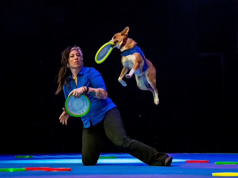 Stunt Dogs Experience