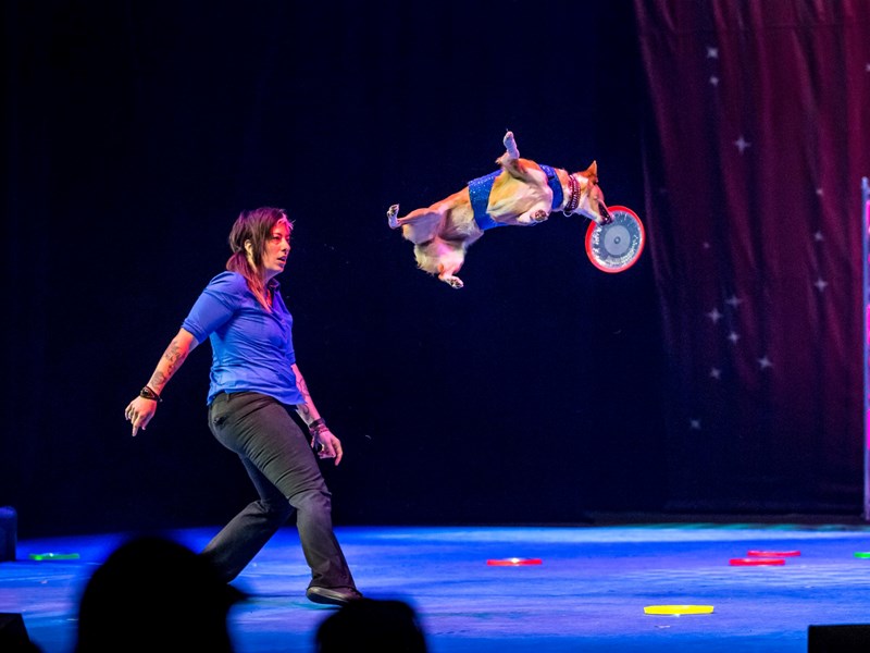 Stunt Dogs Experience