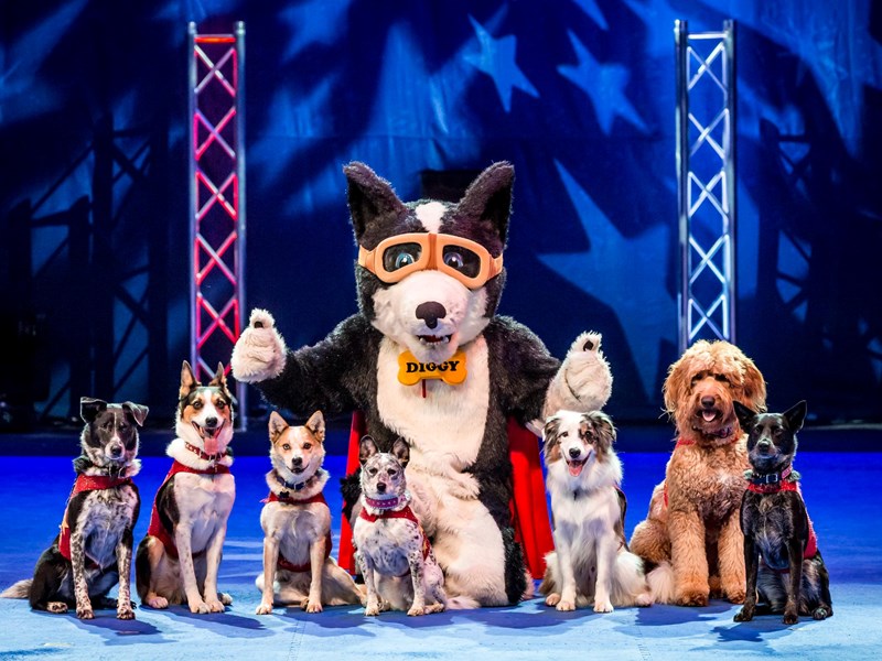 Stunt Dogs Experience