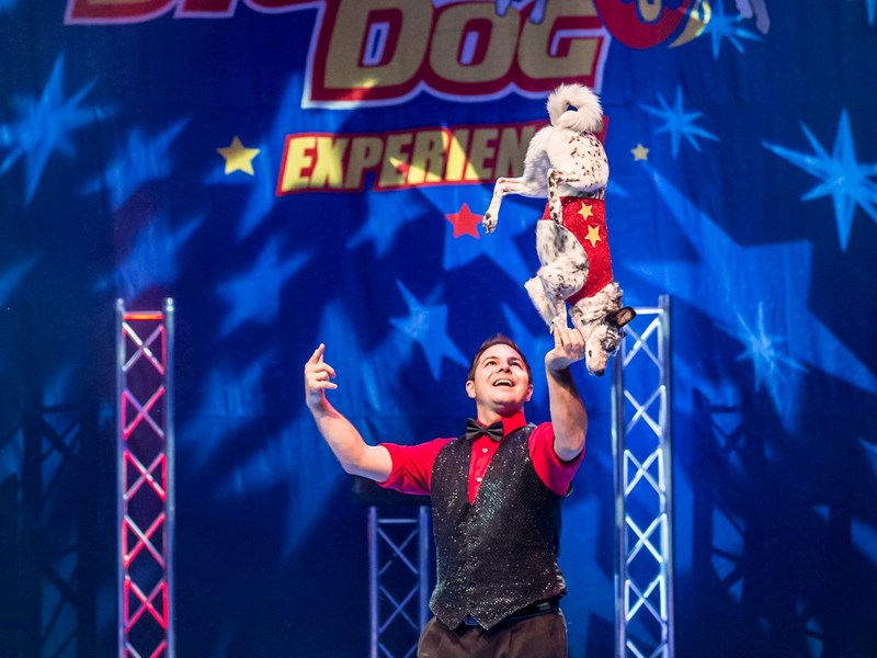 Stunt Dogs Experience