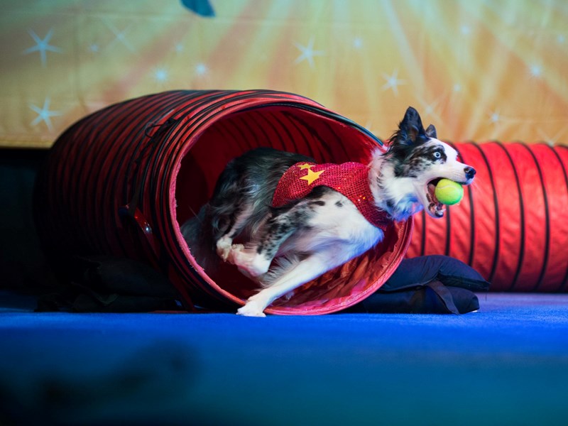 Stunt Dogs Experience
